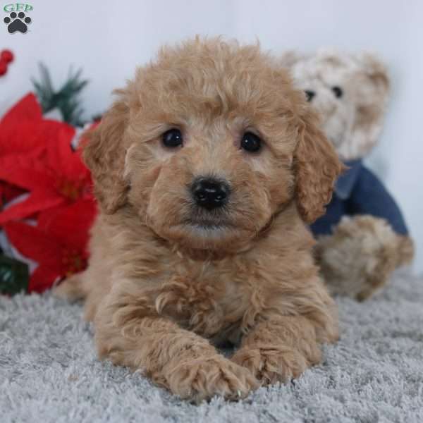 Frederick, Mini Goldendoodle Puppy