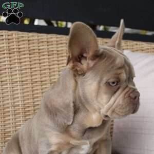 Pansy, French Bulldog Puppy