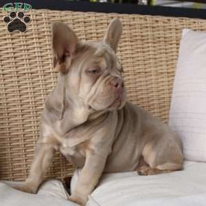 Pansy, French Bulldog Puppy