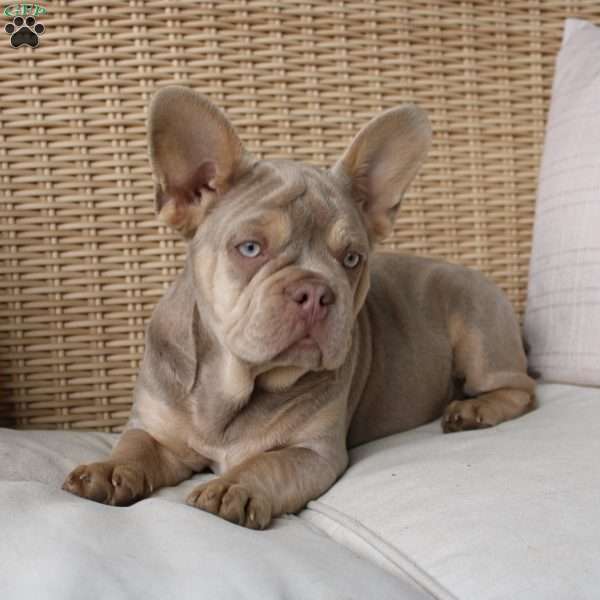 Pansy, French Bulldog Puppy