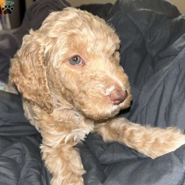 River, Goldendoodle Puppy