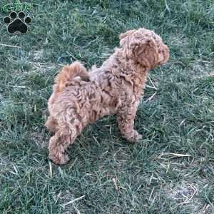 Larry, Toy Poodle Puppy