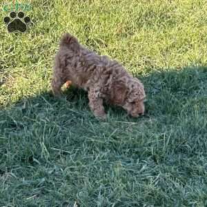 Larry, Toy Poodle Puppy