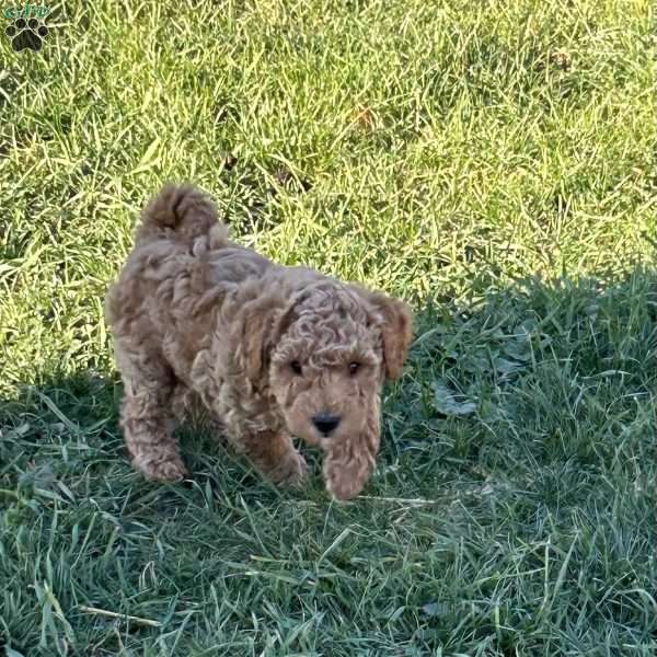 Larry, Toy Poodle Puppy