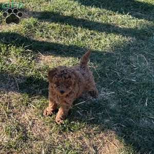 Leroy, Toy Poodle Puppy