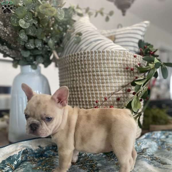 Max, French Bulldog Puppy