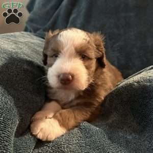 Bear, Aussiedoodle Puppy