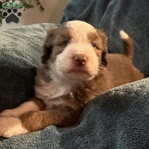 Bear, Aussiedoodle Puppy