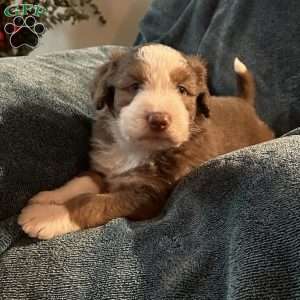 Bear, Aussiedoodle Puppy