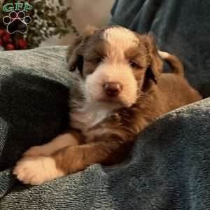 Bear, Aussiedoodle Puppy