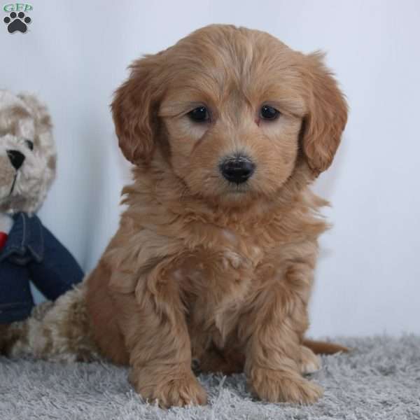 Frank, Mini Goldendoodle Puppy