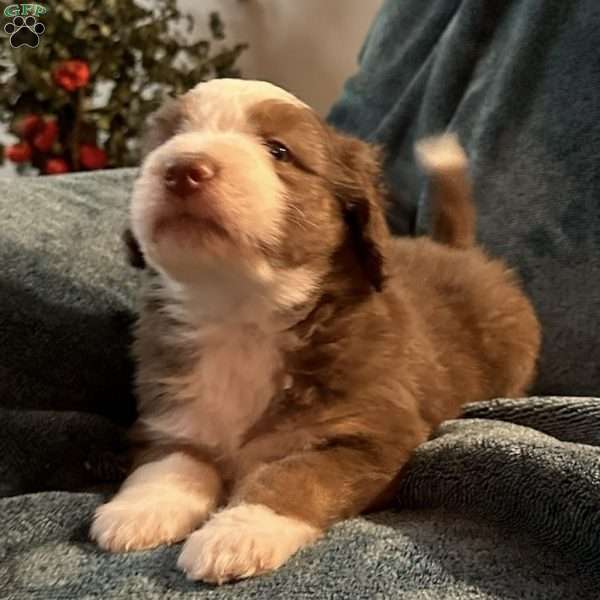 Bear, Aussiedoodle Puppy