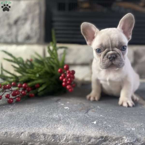 Rosa, French Bulldog Puppy