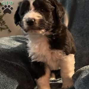 Max, Aussiedoodle Puppy