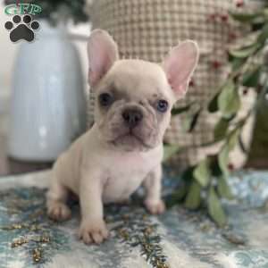 Chase, French Bulldog Puppy