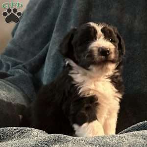 Max, Aussiedoodle Puppy