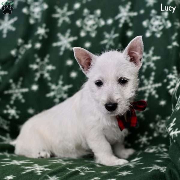 Lucy, West Highland Terrier Puppy