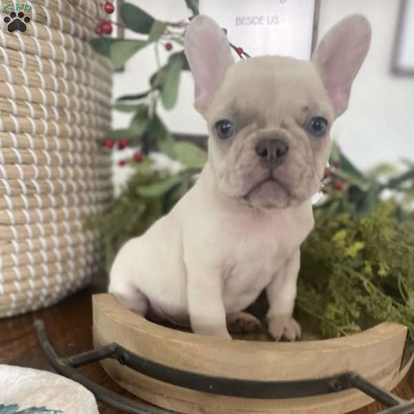 Chase, French Bulldog Puppy