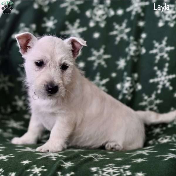 Layla, West Highland Terrier Puppy