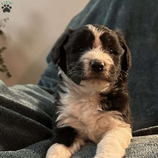 Max, Aussiedoodle Puppy