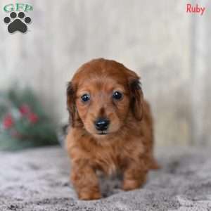 Ruby, Dachshund Puppy