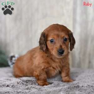 Ruby, Dachshund Puppy