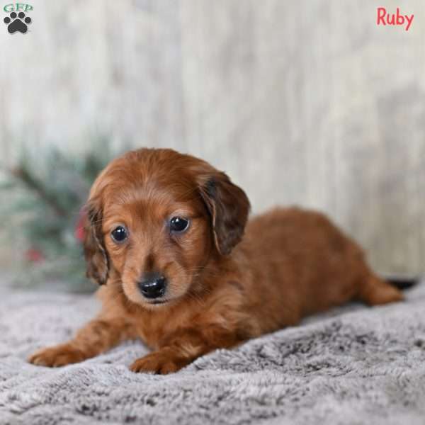 Ruby, Dachshund Puppy