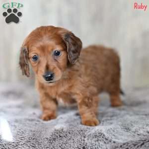 Ruby, Dachshund Puppy