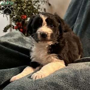 Max, Aussiedoodle Puppy