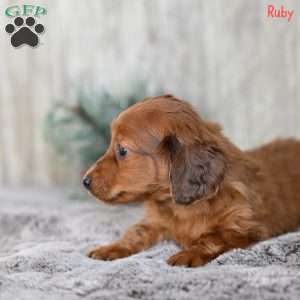 Ruby, Dachshund Puppy