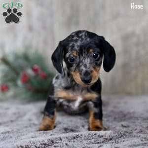 Rose, Dachshund Puppy