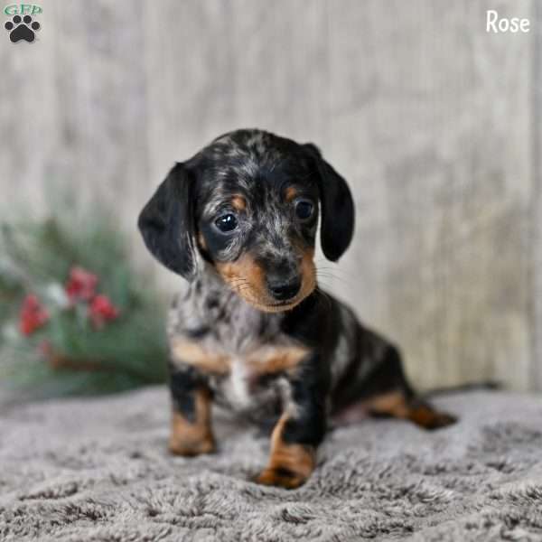 Rose, Dachshund Puppy