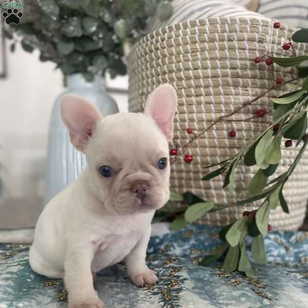 Miley, French Bulldog Puppy