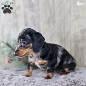 Rose, Dachshund Puppy