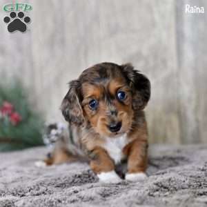 Raina, Dachshund Puppy