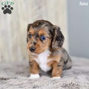 Raina, Dachshund Puppy