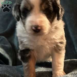 Milo, Aussiedoodle Puppy