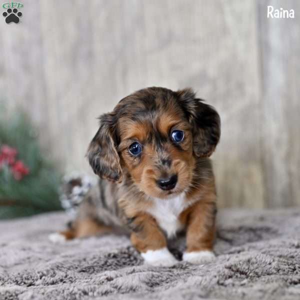 Raina, Dachshund Puppy