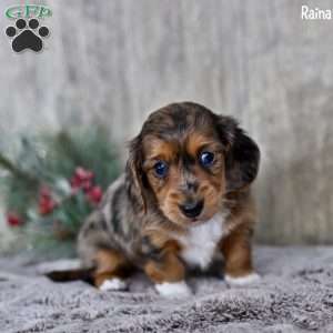 Raina, Dachshund Puppy