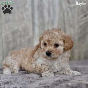 Kaylee, Toy Poodle Puppy