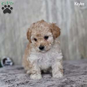 Kaylee, Toy Poodle Puppy