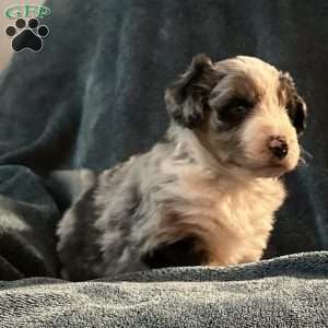 Milo, Aussiedoodle Puppy