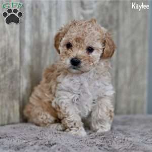 Kaylee, Toy Poodle Puppy