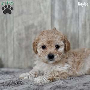 Kaylee, Toy Poodle Puppy