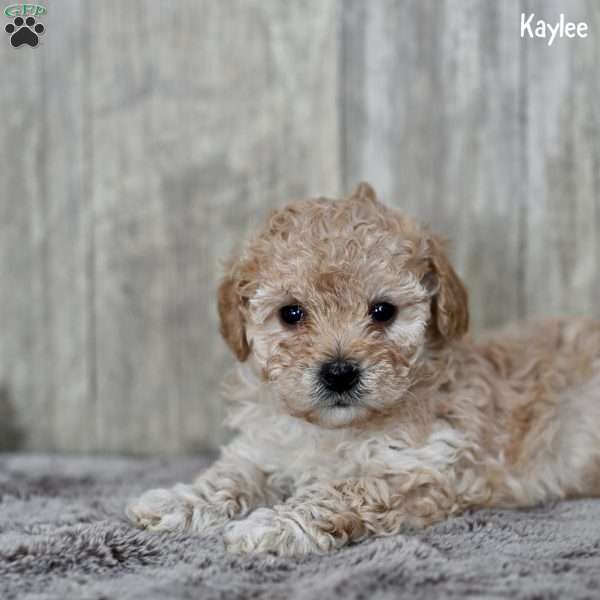 Kaylee, Toy Poodle Puppy