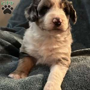 Milo, Aussiedoodle Puppy