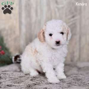 Kendra, Toy Poodle Puppy