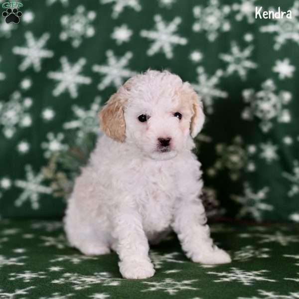 Kendra, Toy Poodle Puppy