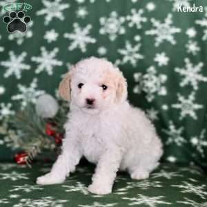 Kendra, Toy Poodle Puppy