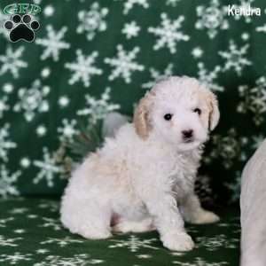 Kendra, Toy Poodle Puppy